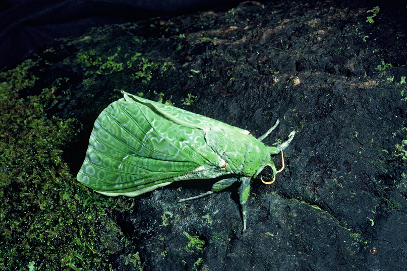 Green moth on a rock